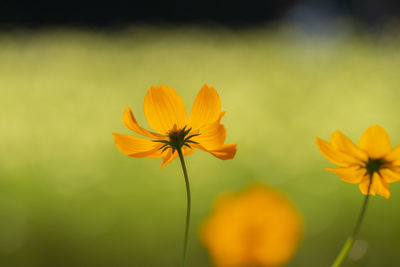 Close-up of orange cosmos flower