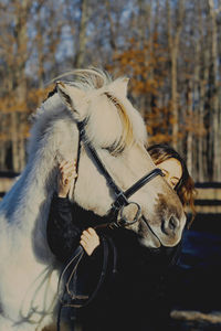 Close-up of a horse on field