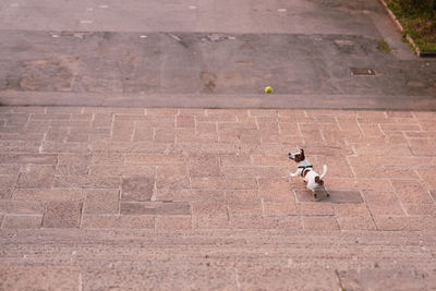 High angle view of dog playing with ball