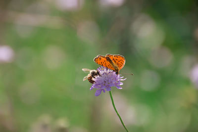 Close-up of  orange butterfly pollinating on purple flower