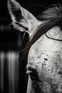 Close-up of horse