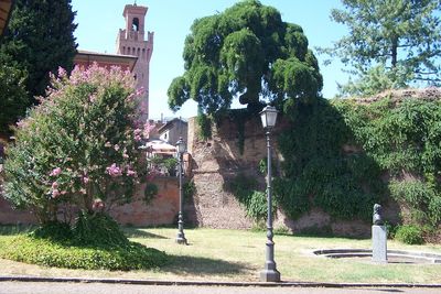 Trees growing by building