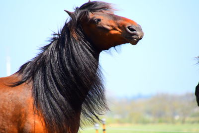 Close-up of horse in ranch against sky