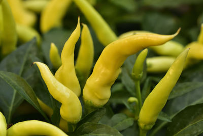 Close-up of yellow chili peppers plant