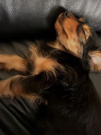 Cat sleeping on couch