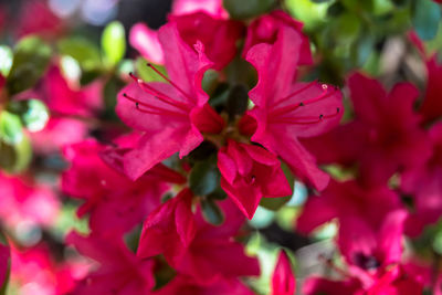 Close-up of pink flowers