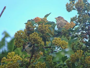 Low angle view of bird perching on tree against sky