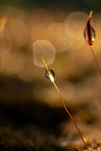 Close-up of insect on leaf