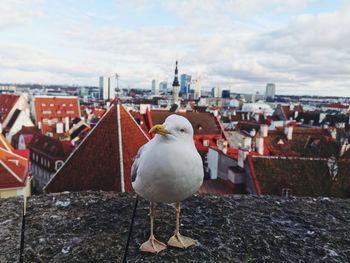 Seagull perching on a wall