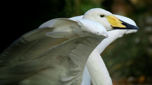 Close-up of bird