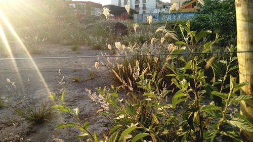 Plants growing in sunlight