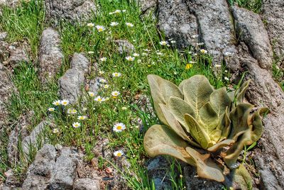 High angle view of succulent plant on rock