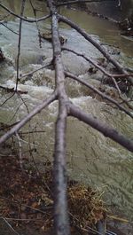 Trees in water