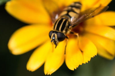 Close-up of bee pollinating on yellow flower