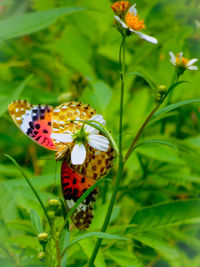Close-up of butterfly pollinating on flower