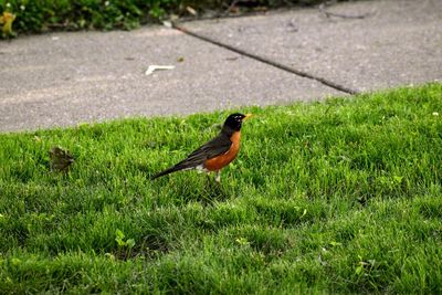 Bird perching on a field