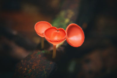 Close-up of red mushroom growing outdoors