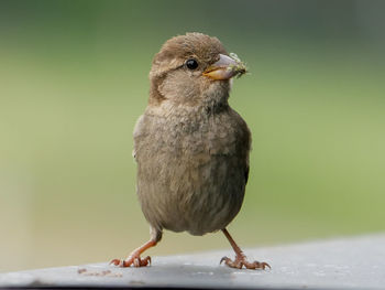 Close-up of sparrow with prey in the beak