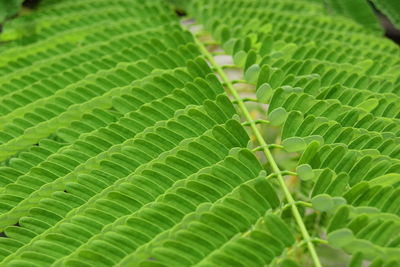 Eye catching tropical green leaves in the rooftop garden, an exotic scene in rainy day