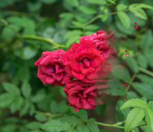 Close-up of red rose blooming outdoors