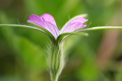 Close-up of purple flowering plant