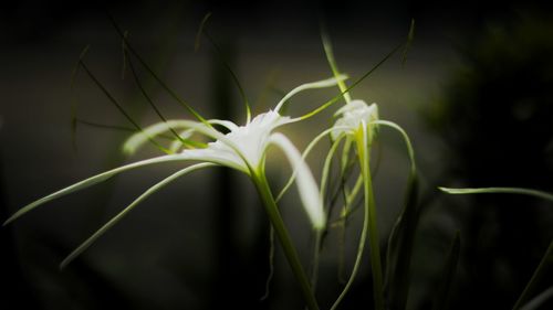 Close-up of plants at night