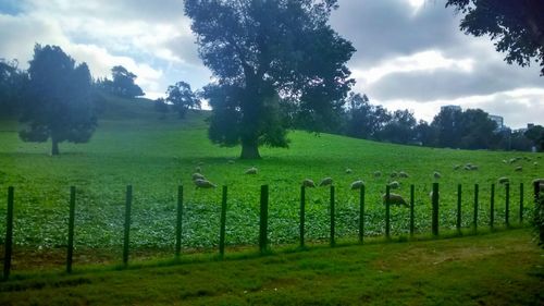 Birds grazing on field against sky