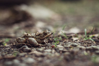 Close-up of lizard