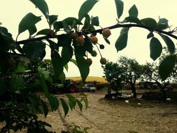 Leaves on tree