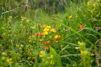 Close-up of yellow flowering plants on field