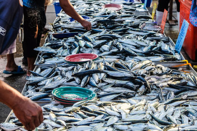 View of fish for sale at market