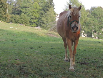 Portrait of horse on grassy field