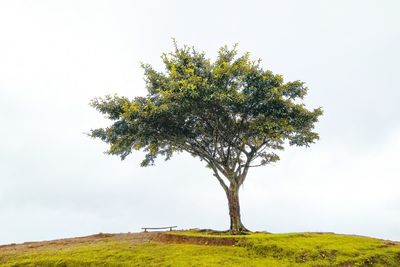 Tree on field against sky