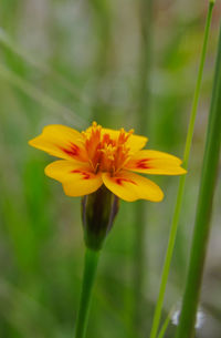 Close-up of yellow flower