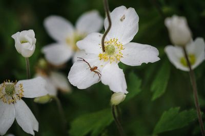Close-up of white flowering plant with spider 