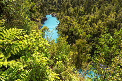 Scenic view of forest