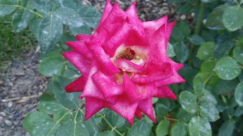 Close-up of pink rose blooming outdoors