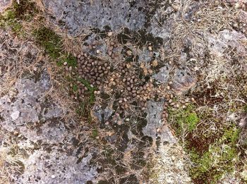 High angle view of lizard on rock