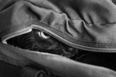 Close-up of cat in backpack