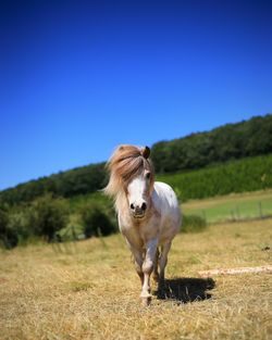 Horse on field against clear blue sky