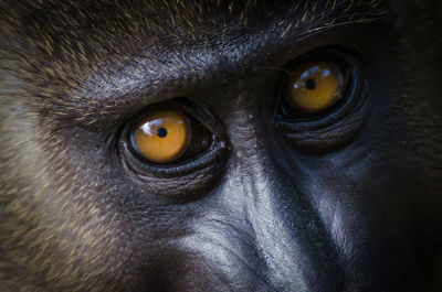 Close-up portrait of drill monkey