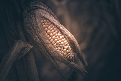 Close-up of corn