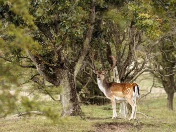 Side view of deer standing on grassy field against trees in forest