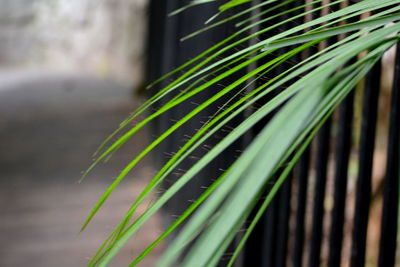 Close-up of fresh green plant