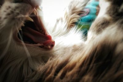 Close-up of cat yawning outdoors