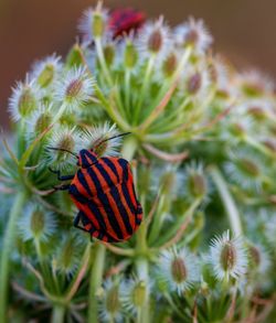 Close-up of butterfly pollinating on flower