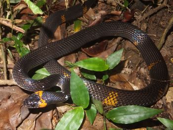 High angle view of a lizard on plant