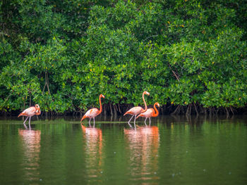 Flamingoes in shallow water at lake against trees