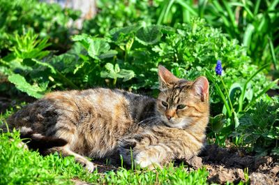 Cat relaxing on field during sunny day