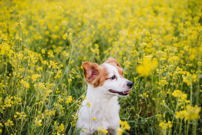 Cute small jack russell dog sitting outdoors in yellow flowers meadow background. spring time